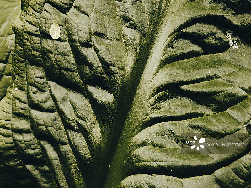 臭菘叶子特写图片素材