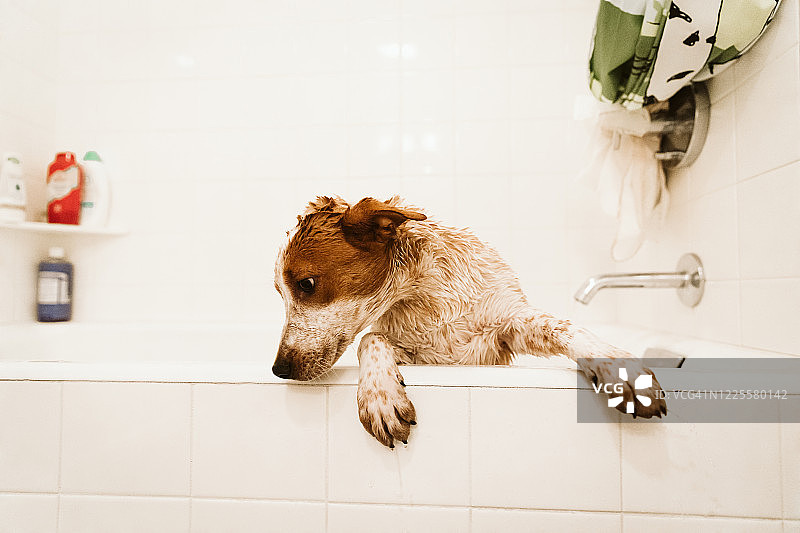 脏兮兮的湿小狗试图在洗澡时爬出浴缸图片素材