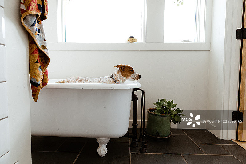 洗澡前站在白色浴室里的悲伤小狗的侧视图图片素材