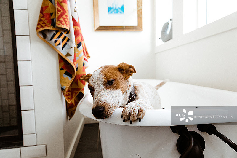 浅棕色小狗试图逃离设计精美的浴室浴缸图片素材