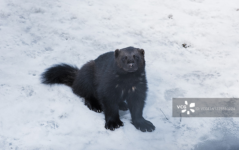 瑞典雪地里的狼獾图片素材