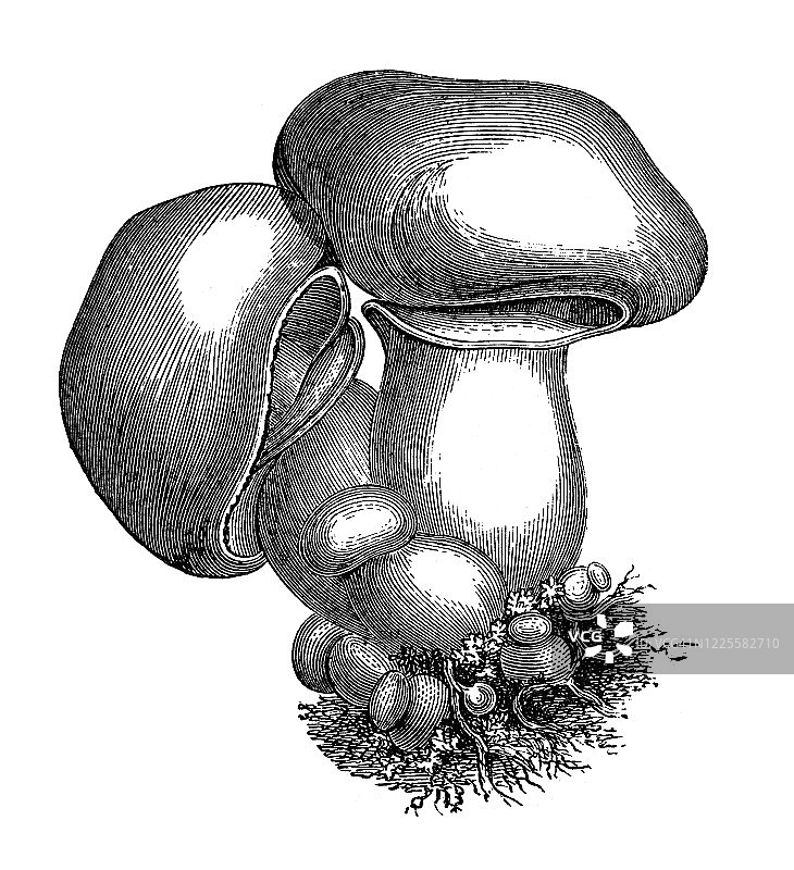 双孢蘑菇的古老雕刻插图图片素材