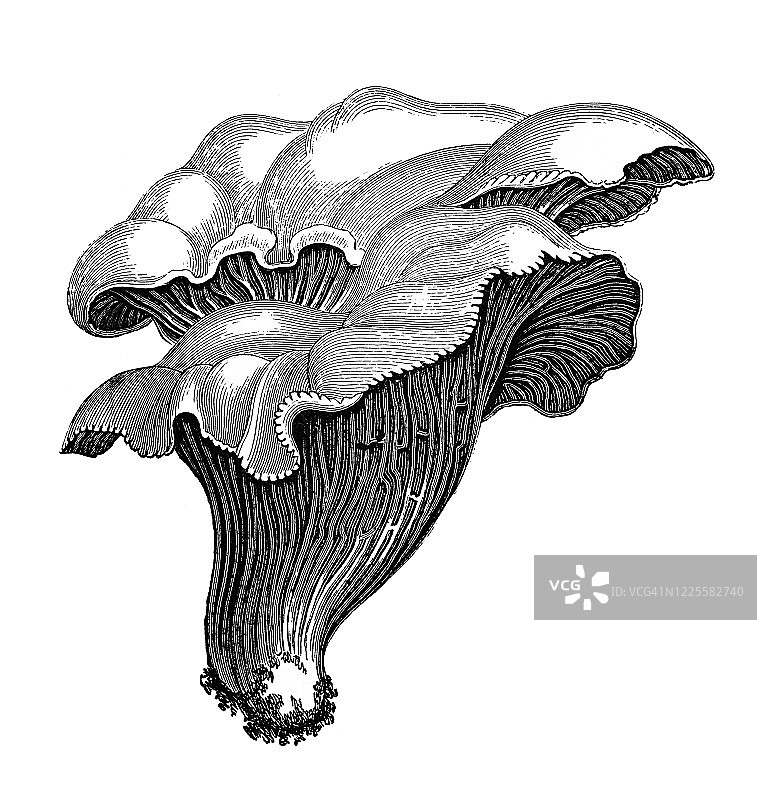 食用鸡油菌的古老雕刻插图图片素材