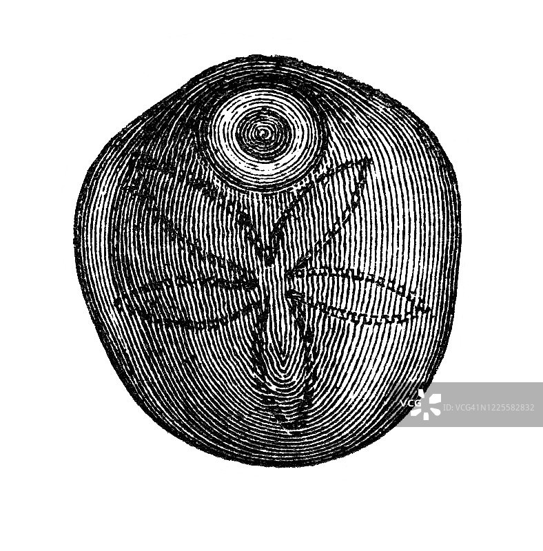 头盔海胆古版画插图图片素材