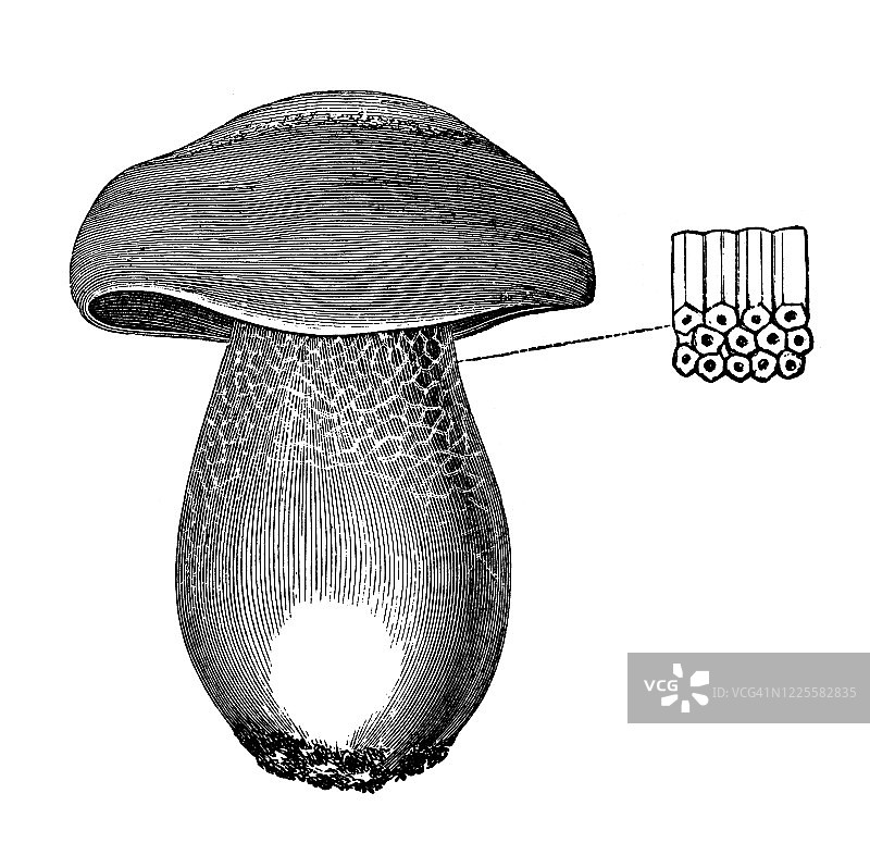 可食用牛肝菌古老雕刻插图图片素材