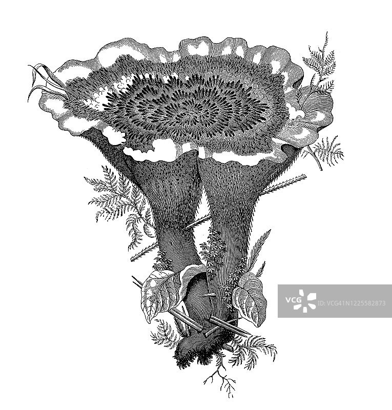 旧版雕刻插图：香甜齿菌，齿菌属——真菌和蘑菇及其亲缘图片素材