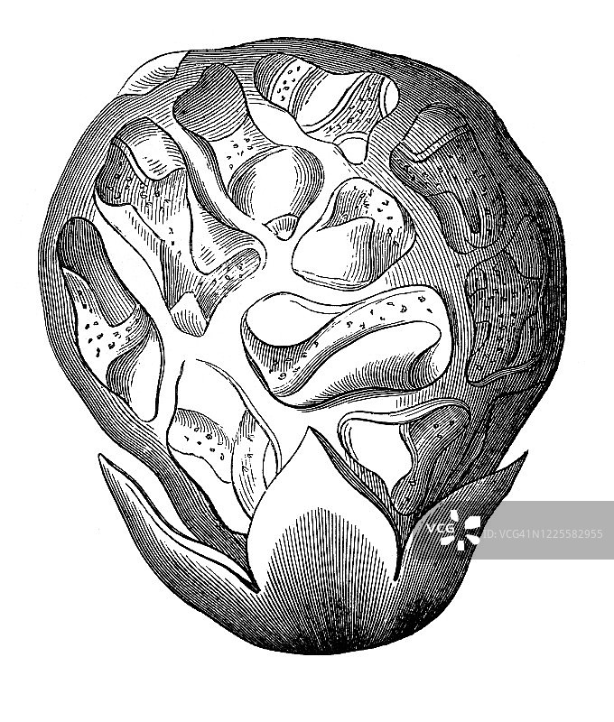 红笼头菌古版画插图——真菌和蘑菇及其亲缘关系图片素材