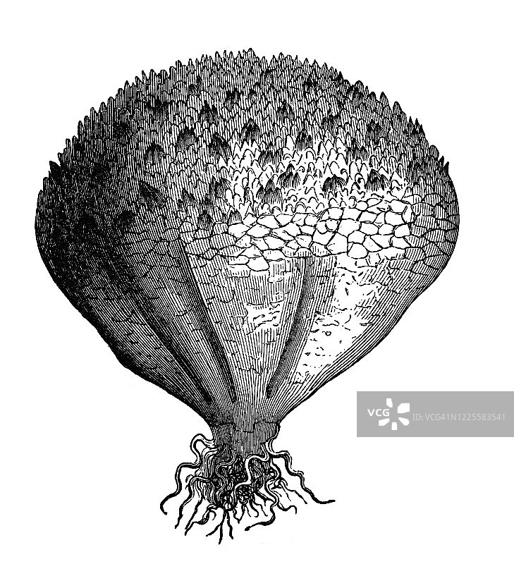疣孢芝—真菌、蘑菇及其亲缘关系雕刻插图图片素材