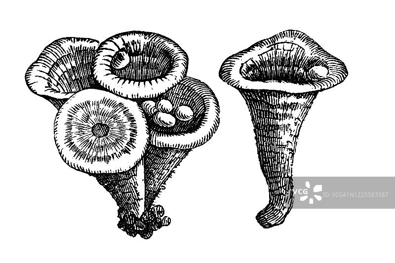 古老的版画插图：钟形或鸟巢，普通鸟巢真菌（Crucibulum laeve）——真菌和蘑菇及其亲缘关系图片素材