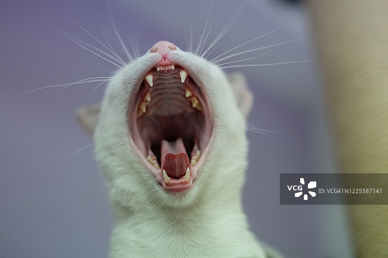 猫抬头张着嘴图片素材