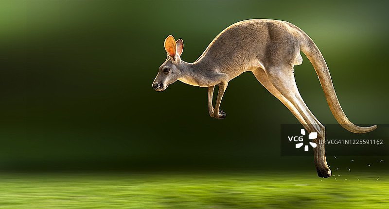 世界野生动植物日：受到人类威胁的野生动物家园（保护野生动物）图片素材