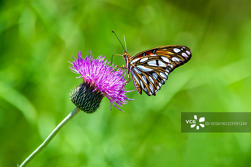 海湾贝母蝴蝶图片素材
