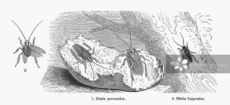 蟑螂木刻版画图片素材