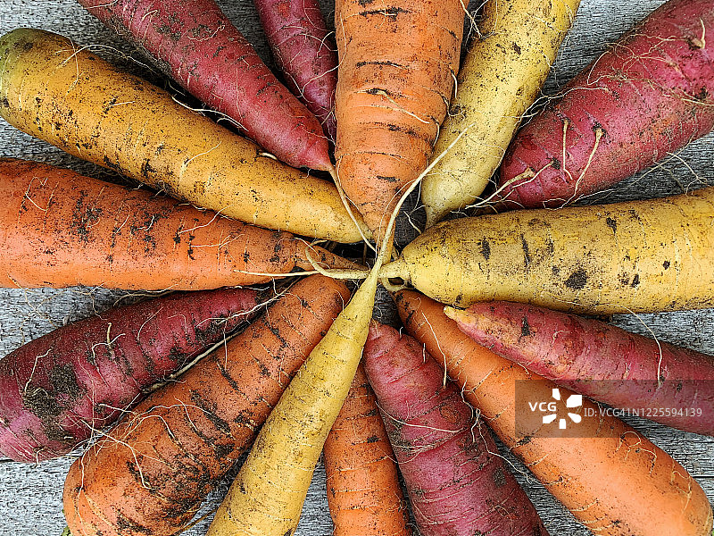 有机菜园中新鲜采摘的彩色胡萝卜呈风车状摆放图片素材