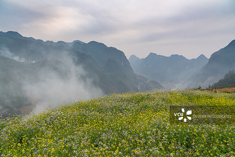 俯瞰山谷的花卉草甸图片素材