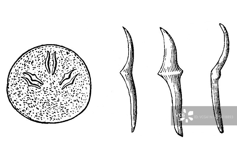 绦虫胚胎头部的古老雕刻插图 - 软体动物和Scolecida图片素材