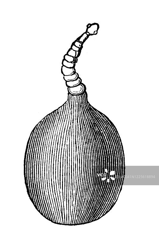 古版画：猪绦虫的麻疹或头节插图图片素材