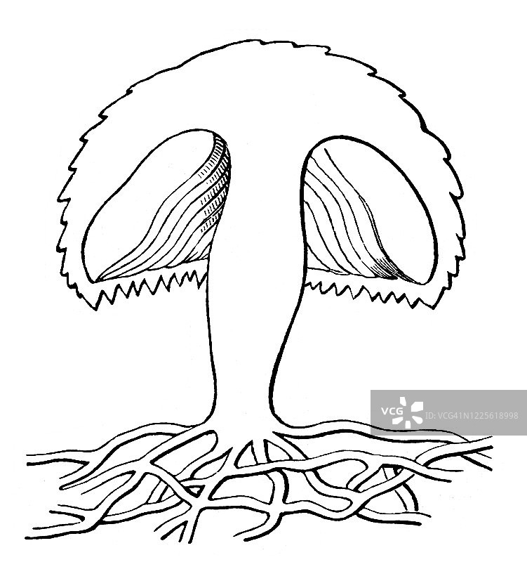 真菌纵剖面：真菌和蘑菇及其亲缘关系的古老雕刻插图图片素材