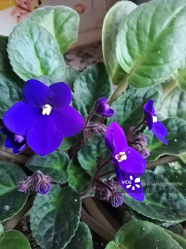 紫色非洲堇植物图片素材