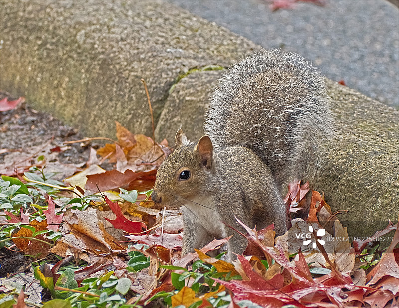 西部灰松鼠图片素材