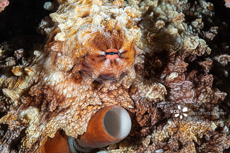 短爪章鱼特写图片素材