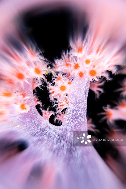 抽象粉色软珊瑚照片图片素材