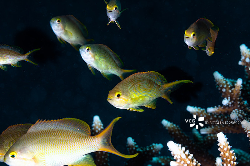 硬珊瑚上的安蒂亚鱼图片素材