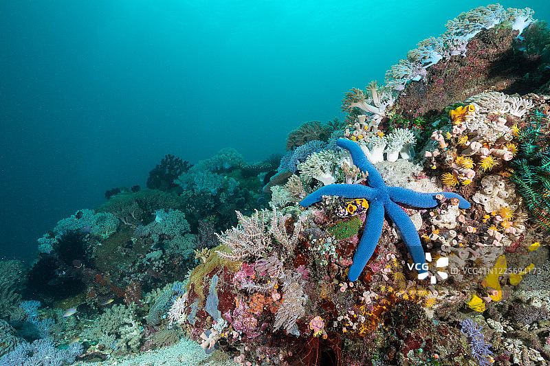 珊瑚礁上的蓝色海星图片素材