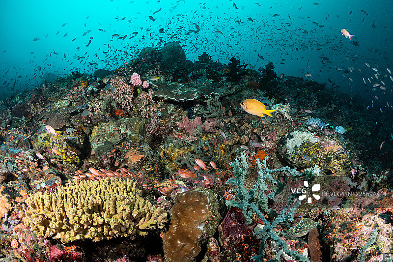 菲律宾佛得岛的珊瑚礁图片素材