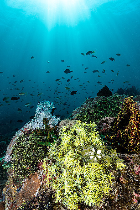 菲律宾水下珊瑚礁图片素材
