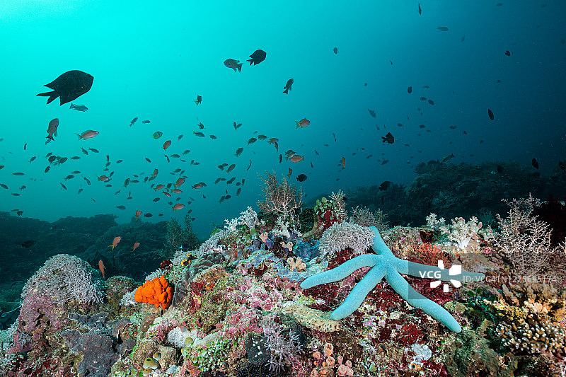 珊瑚礁上的蓝色海星图片素材