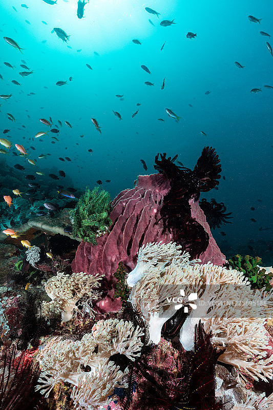 菲律宾的生物多样性珊瑚礁图片素材