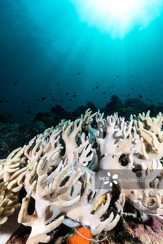 手指皮革珊瑚图片素材