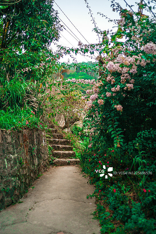 科罗伊科混凝土路和粉色鲜花图片素材