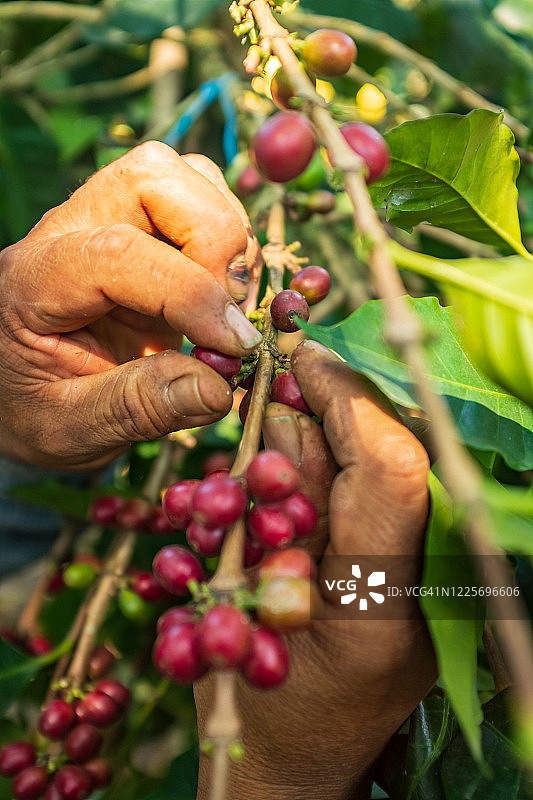 手中的有机咖啡红果（玻利维亚科罗伊科）图片素材