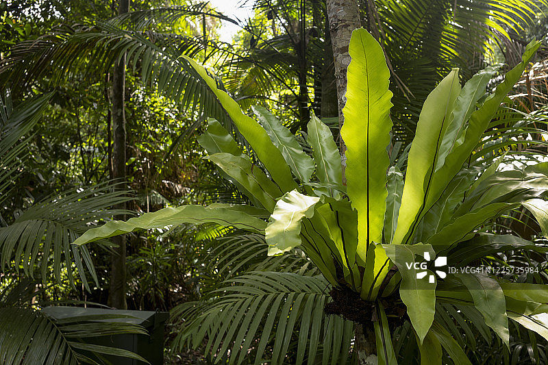 马来西亚兰卡威岛上的热带雨林图片素材