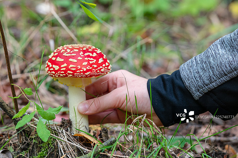 森林里的童话般毒蝇伞：一种危险的有毒蘑菇图片素材