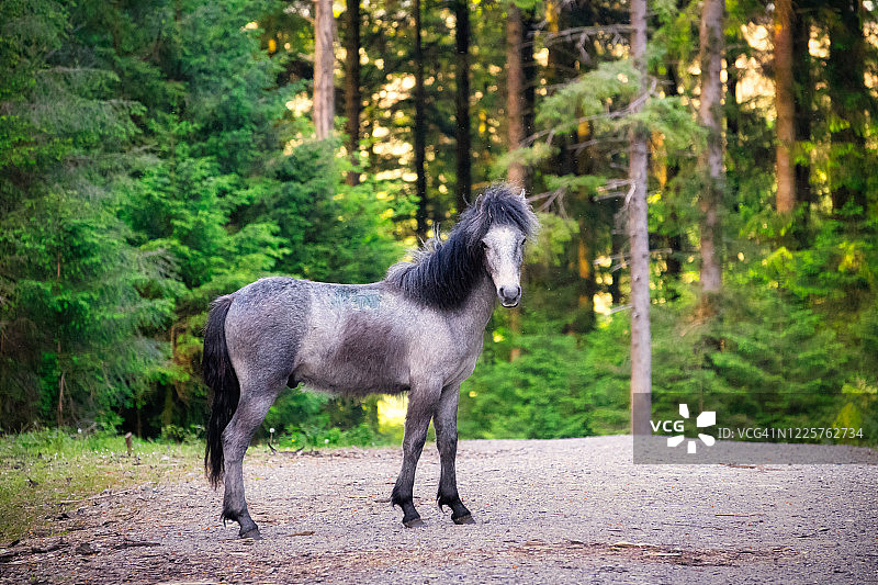 达特穆尔高地上的小马图片素材