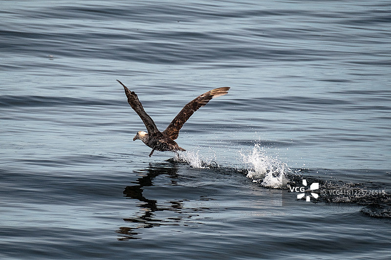展翅飞翔的南方巨鹱图片素材