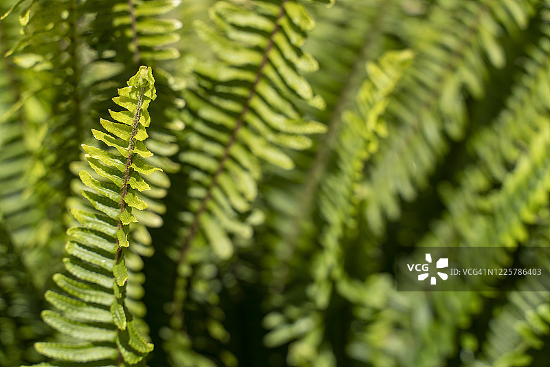 蕨类植物叶子的特写图片素材