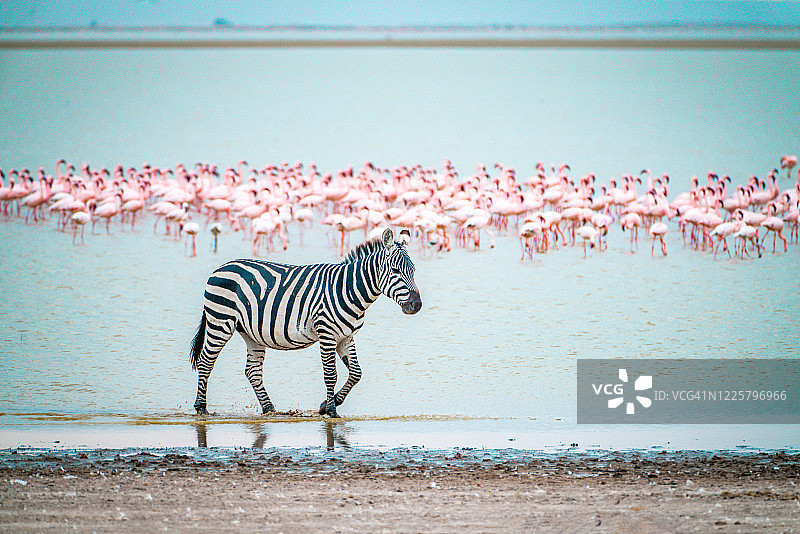 斑马和火烈鸟图片素材