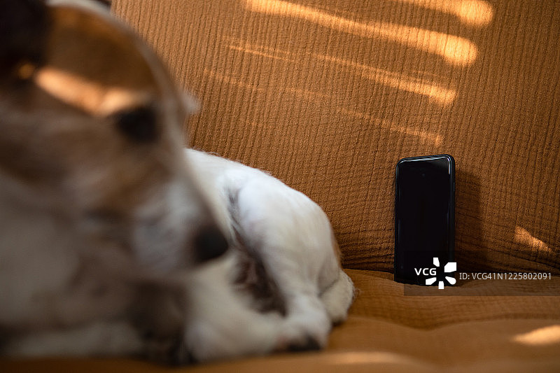 小狗坐在沙发上，用智能手机召开远程会议图片素材