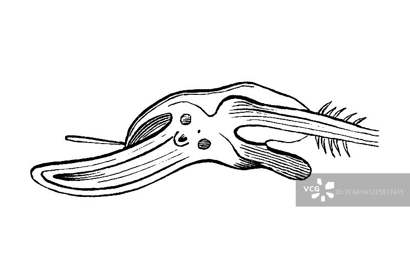 黑麦（Secale cereale）- 禾草及其同类植物的古老雕刻插图图片素材