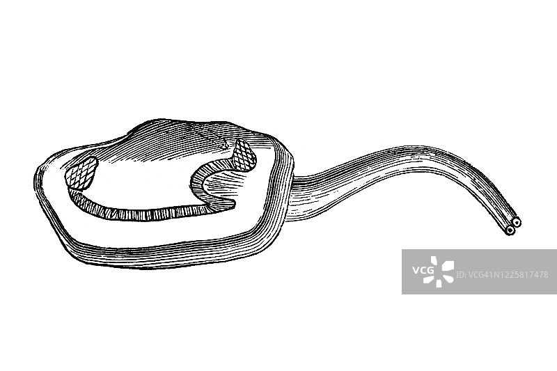 澳洲海扇蛤动物的老式雕刻插图 - 软体动物和棘皮动物图片素材