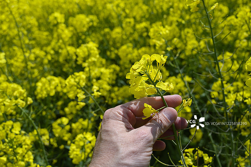 男人在德国春天手持油菜籽图片素材