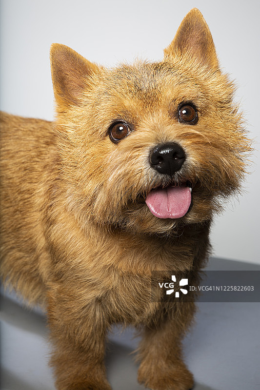 诺里奇梗在工作室快乐地看向镜头，吐着舌头图片素材