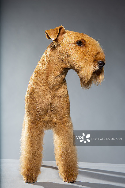 影棚人像：湖畔梗犬侧面图片素材