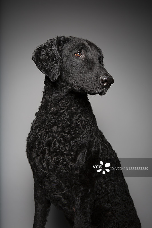 演播室里优雅卷毛寻回犬侧身摆拍图片素材