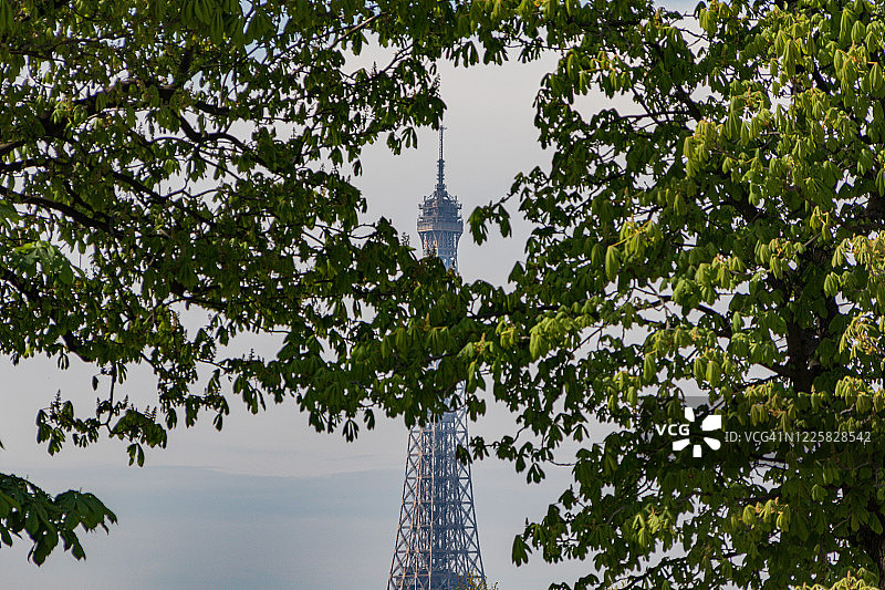 从卢浮宫花园透过树木看埃菲尔铁塔图片素材