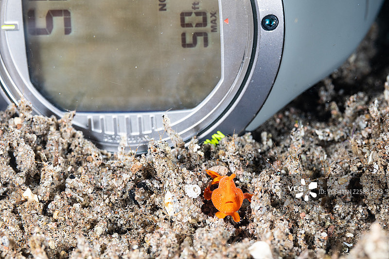 杜马盖地幼年躄鱼图片素材